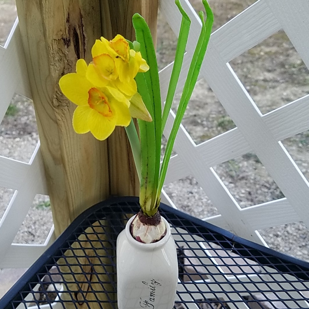 Spring Flower & Vase - Picture 5 of 6